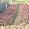紅葉石楠（工程苗、獨干苗、球類苗）