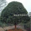 湖南桂花-金桂基地-精品桂花樹-桂花小苗