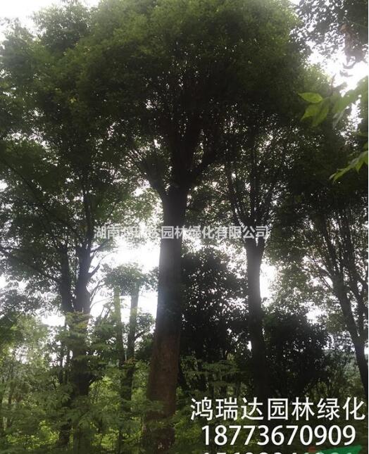 湖南地區大量供應各種規格生熟香樟