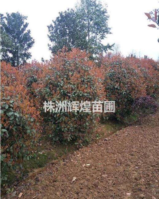 湖南株洲， 冠120-130-150cm紅葉石楠球