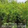 花石榴基地花石榴價(jià)格湖南花石榴