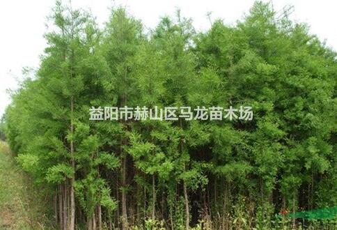 供應胸徑5-20cm池杉