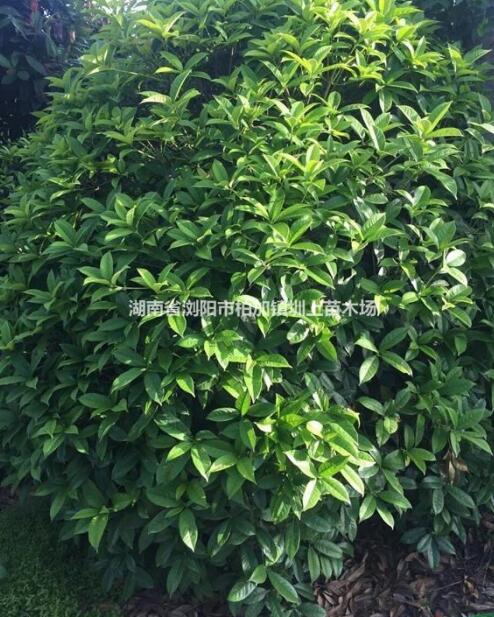 精品桂花球 瀏陽市澤云苗木種植專業(yè)合作社桂花球供應(yīng)