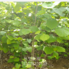 陜西叢生紫荊