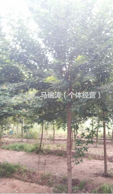 山東自家種的元寶楓價(jià)格便宜/元寶楓樹(shù)形優(yōu)美/6—10公分元寶