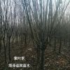 海棠 紫葉李
