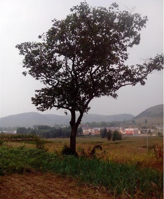 柿樹(shù)