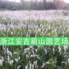 白茅