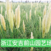 矮蒲葦