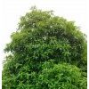 桂花
