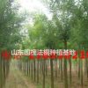 10-30公分大葉女貞秋季最新價(jià)格報(bào)表