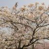 各類櫻花市場詢價(jià)詳情，源于山東青島櫻花基地