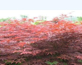 紅楓苗木圖片