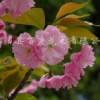 櫻花