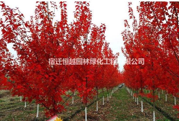 大量供應美國紅楓規格齊全
