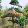 造型羅漢松