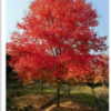 美國紅楓