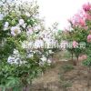 紫薇、國(guó)旗紅紫薇、紫薇基地、紫薇批發(fā)、紫薇苗木基地、國(guó)旗紅
