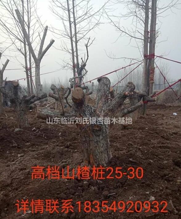 山東臨沂供應(yīng)25-30公分山楂樹(shù)