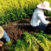金葉女貞，紅葉小檗，紅帽（豐花）月季 沙地柏