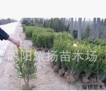 小葉黃楊 瓜子黃楊 小葉黃楊球 小葉黃楊樹苗 常綠灌木批發(fā)
