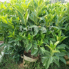 供應(yīng)60公分-80公分高非洲茉莉球