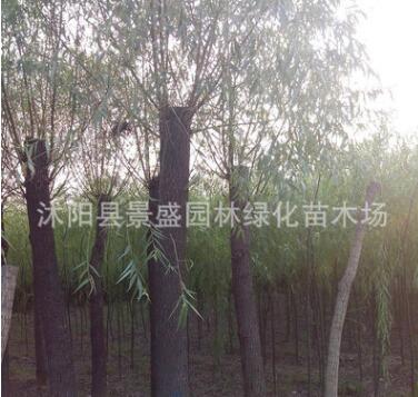 基地提供 綠化柳樹苗 黃金柳樹苗 柳樹苗批發