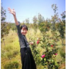 櫻花、茶花