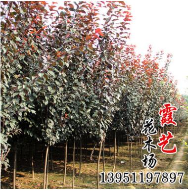 基地直銷紅葉李小苗 紫葉李種苗 根系發達 綠化苗木 規格齊全