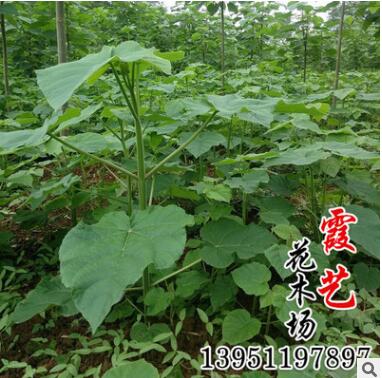 低價批發(fā)泡桐苗 泡桐 泡桐樹苗 規(guī)格齊全工程綠化泡桐苗