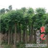 工程綠化欒樹苗低價批發 黃山欒苗北京欒苗 工程綠化苗木規格齊全