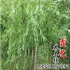 基地直銷 垂柳苗 綠化垂柳樹苗 園林觀賞 工程綠化用苗 規格齊全