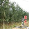 低價批發海棠苗 扦插苗 海棠 優質綠化苗木 規格齊全 工程綠化