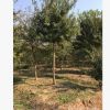 叢生三角楓 移栽大樹 公園小區(qū)綠化樹種 南京基地直銷