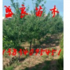供應占地綠化山楂樹、蘋果樹、梨樹、桃樹、棗樹、核桃樹、櫻桃樹