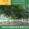 花紫薇樹 紅火球紫薇 規格齊全 園林綠化工程風景樹
