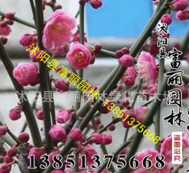 花灌木批發；紅梅 綠梅粗2-3-10公分 千畝紅梅基地 苗木