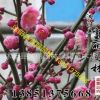 花灌木批發；紅梅 綠梅粗2-3-10公分 千畝紅梅基地 苗木