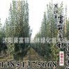 西府海棠價格 西府海棠基地 低價西府海棠2-6公分50萬棵 苗木
