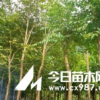 紫薇
