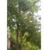 我圃大量出售1-40cm烏桕,黃連木,樸樹,榔榆,烏桕