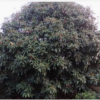 供應中華石楠紅葉李，女貞,海桐、桂花、梅花、等