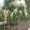 種植基地批發優質工程綠化苗木 白蠟小苗 園林綠化白蠟樹