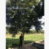 高桿大葉女貞 大葉女貞 高桿女貞 冬青 精品女貞 各種規(guī)格工程苗