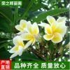 風(fēng)景樹廣玉蘭樹木 綠化玉蘭批發(fā) 廣玉蘭 行道樹 工程綠化樹