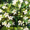 供應海桐工程苗 各規格海桐球 農戶直銷各種綠化工程苗 質優價廉