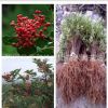 供應優質大紅袍花椒苗 花椒樹苗批發 產地直銷 品種純正 現挖現賣