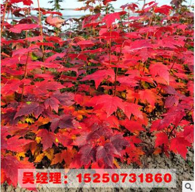 美國紅楓樹苗 園林綠化 批發(fā)彩色苗木 規(guī)格齊全 嫁接美國紅楓樹苗