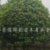 高桿桂花