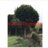 雅安桂花樹|雅安占地桂花樹|雅安桂花樹價格|雅安高桿桂花批